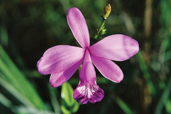 orquidea-rui-rezende