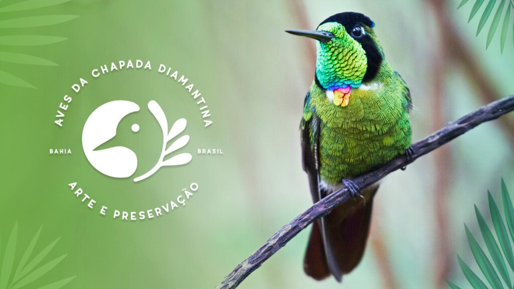 Turismo de Conhecimento: Observação de Aves na Chapada Diamantina - Guia  Chapada DiamantinaNotícias