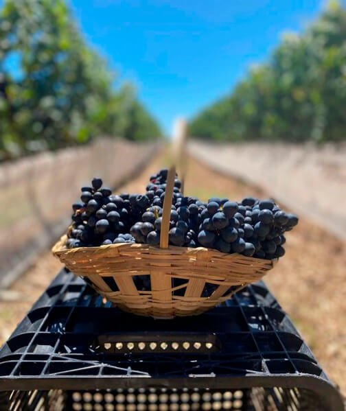 Vinhos da Chapada Diamantina