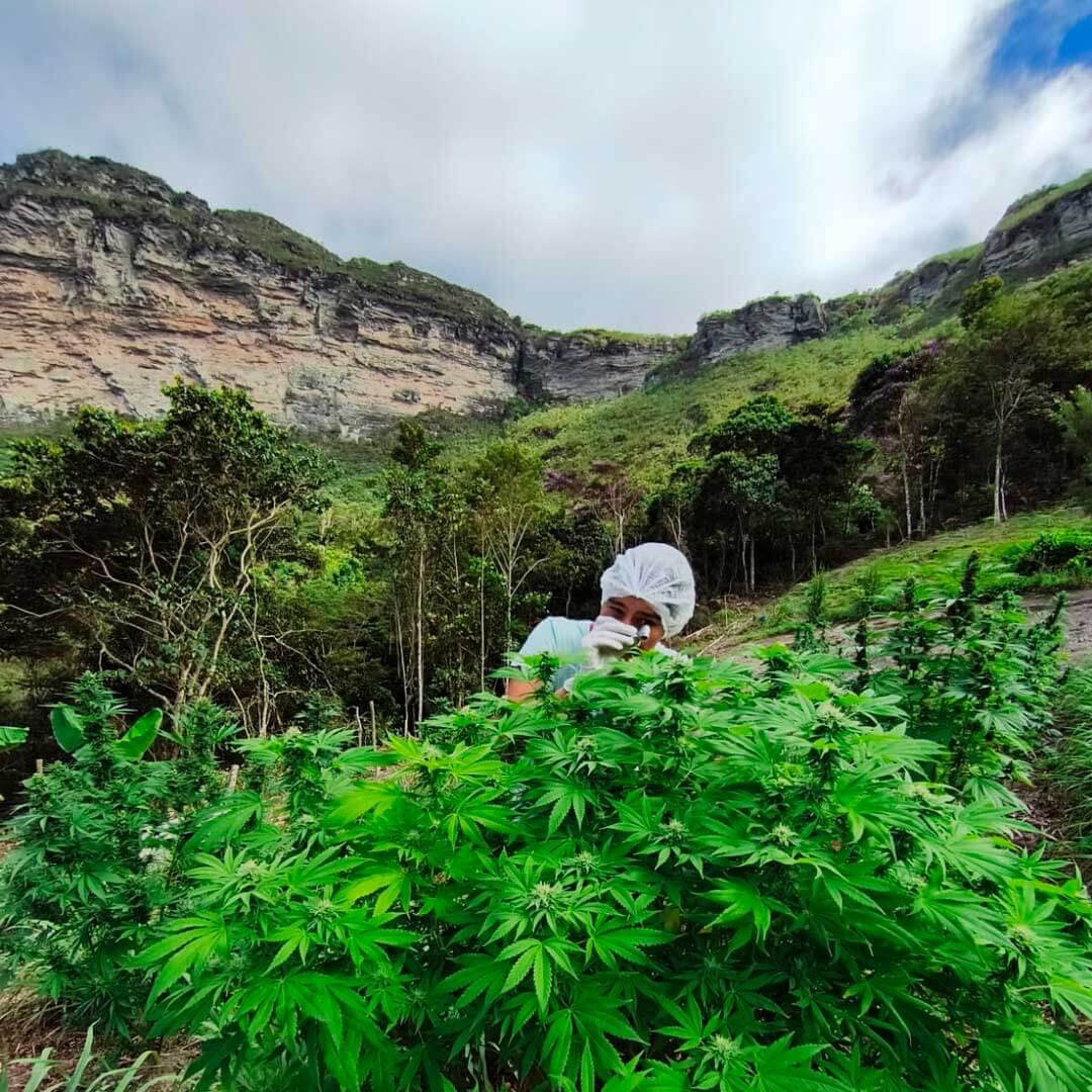 Associação cannabica da Chapada Diamantina, ACDC, obtém reconhecimento inédito como entidade de agricultura familiar