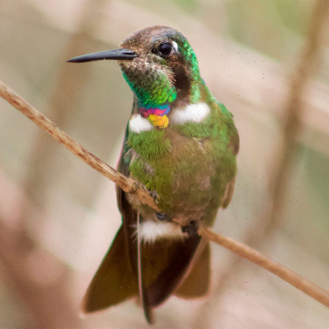 4ª Roda de Saberes, em Lençóis, destaca observação de aves e valorização da vida silvestre